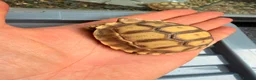 Tortoise reptiles for sale: Stunning Tortoise is ready to go - Advert 4