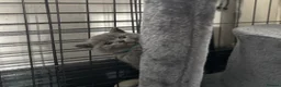 British Shorthair cats for sale: British shorthair kittens - Advert 15