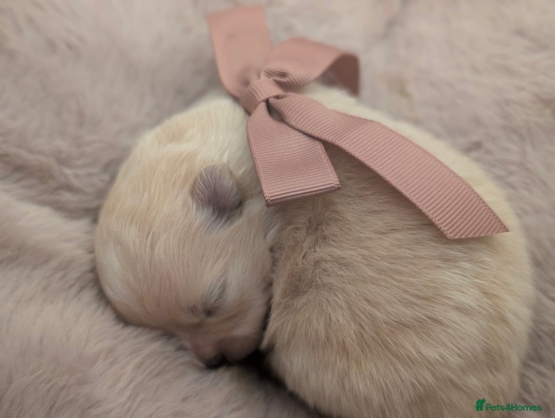 Pomeranian dogs for sale: Beautiful tiny Pomeranian girls  ONE LEFT  - Advert 20