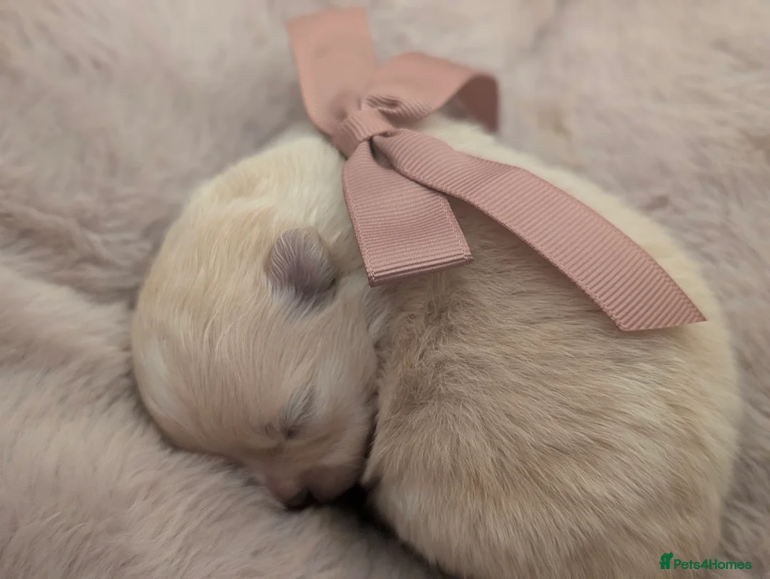 Pomeranian dogs for sale: Beautiful tiny Pomeranian girls  ONE LEFT  - Advert 21