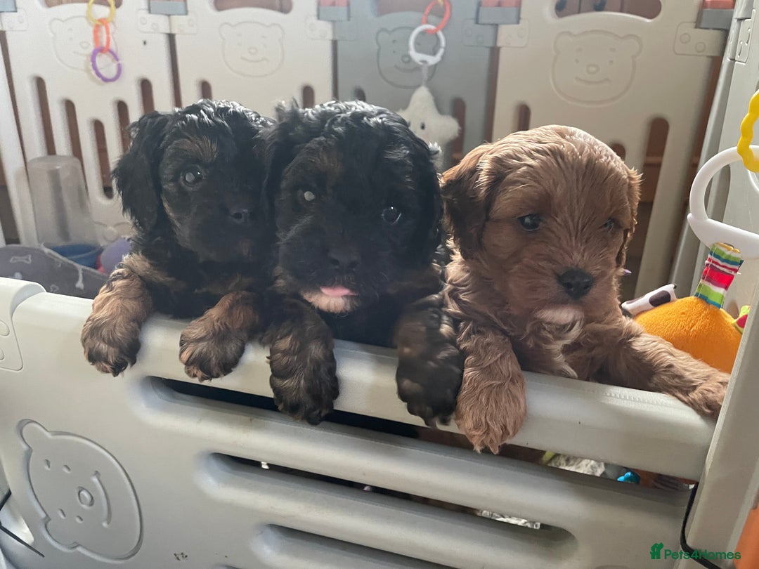 Cavapoo dogs for sale: Exceptional F1 Cavapoos. 5*  - Image 11