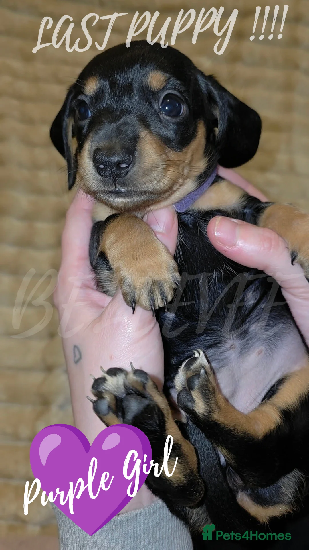 Miniature Dachshund dogs for sale: All reserved plz see my other add - Advert 2