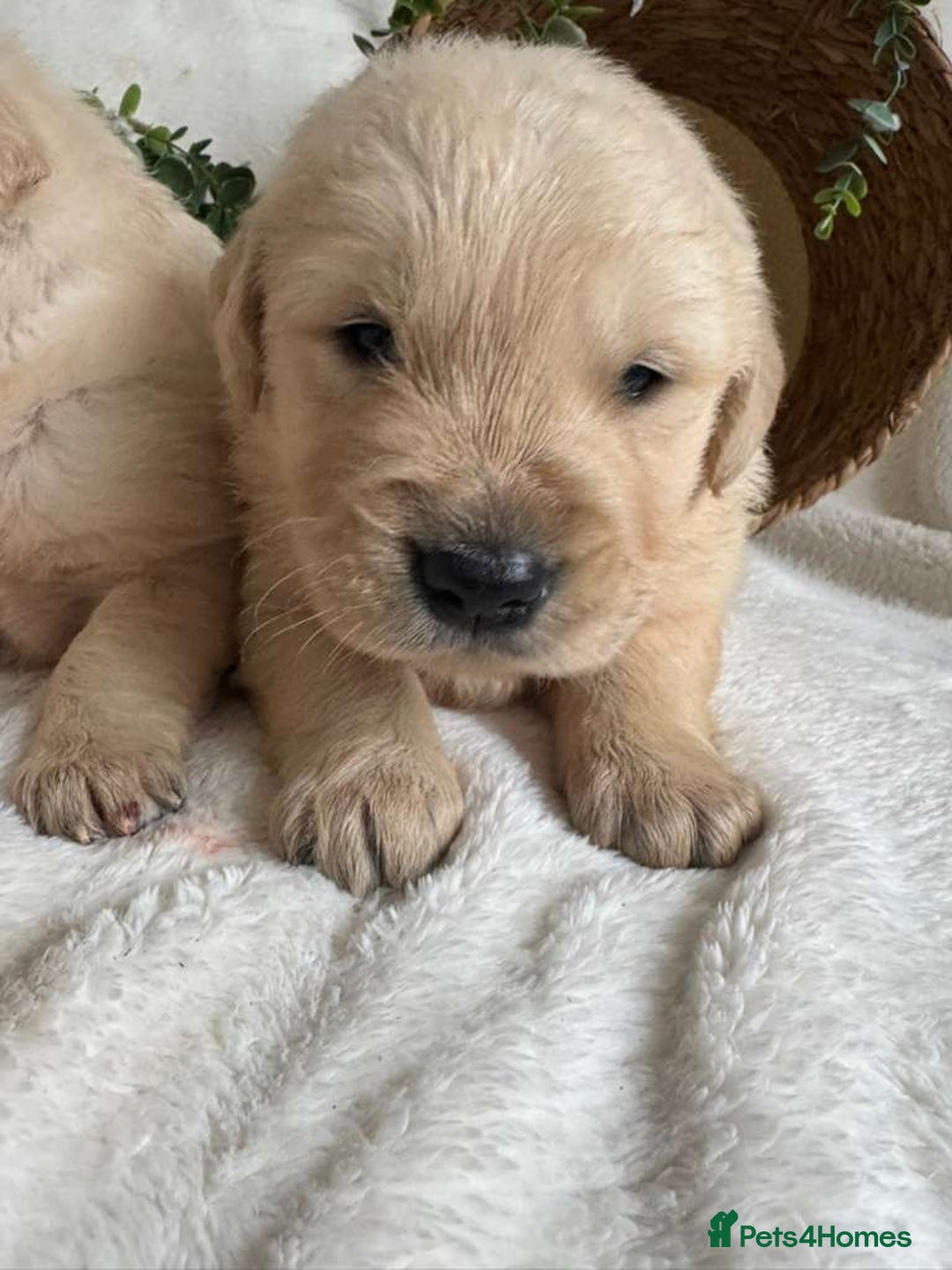 Golden Retriever dogs for sale: STUNNING KC DNA TESTED RETRIEVERS - Advert 2