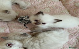 Ragdoll cats for sale: Gccf registered ragdoll kittens  - Image 10