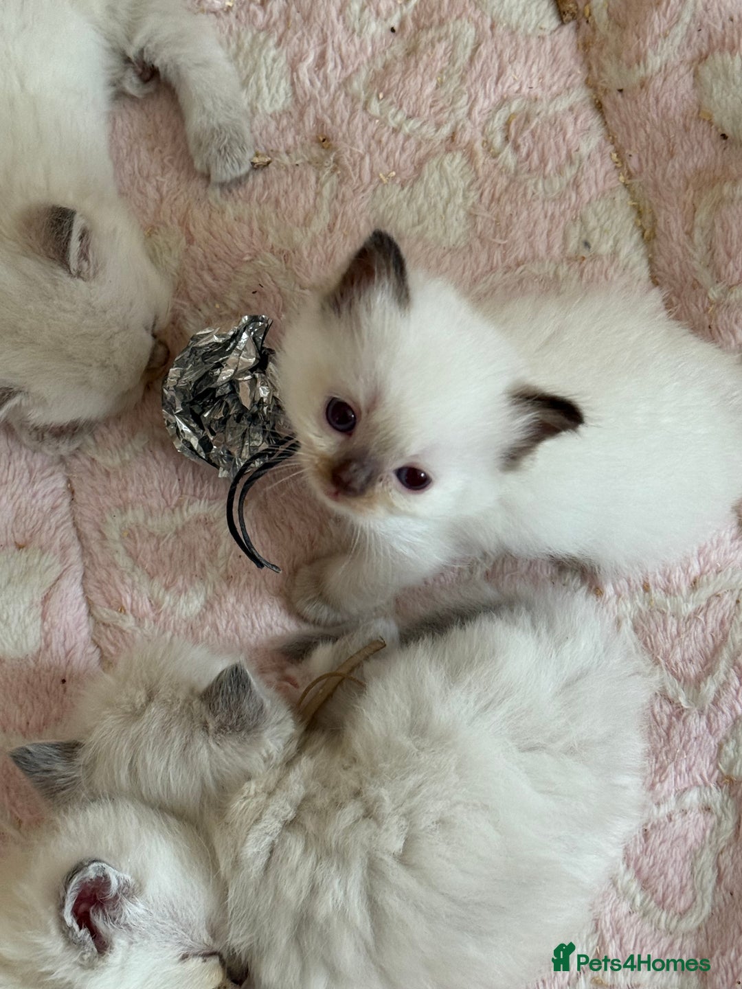 Ragdoll cats for sale: Gccf registered ragdoll kittens  - Image 10