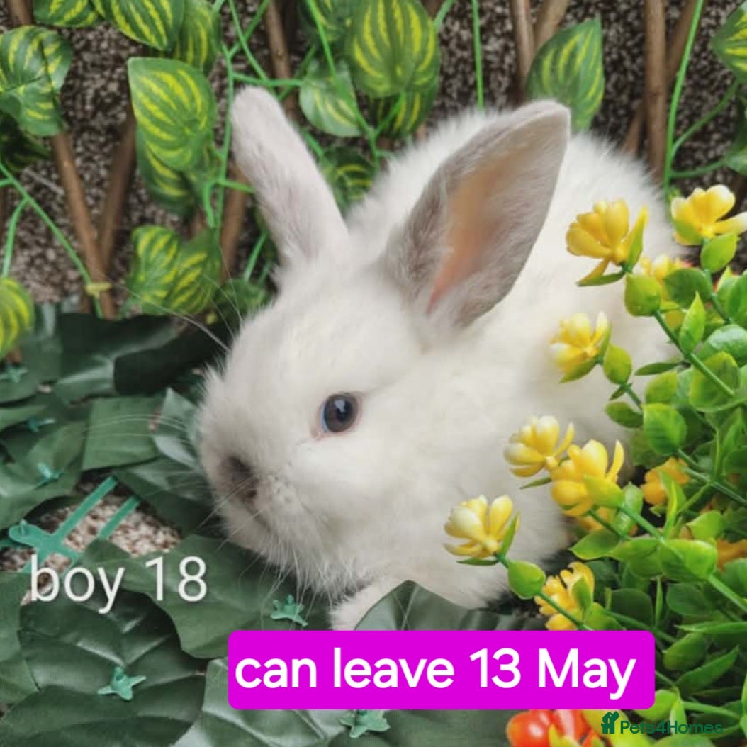 Mini Lop rabbits Mini lop babies ready various dates - Advert 14