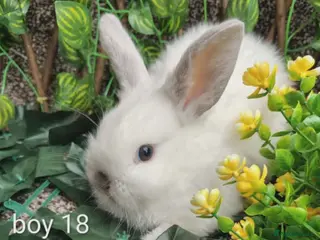 Mini Lop rabbits Mini lop babies ready various dates - Advert 14