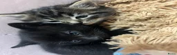 British Longhair cats for sale: Two female kittens  - Advert 6