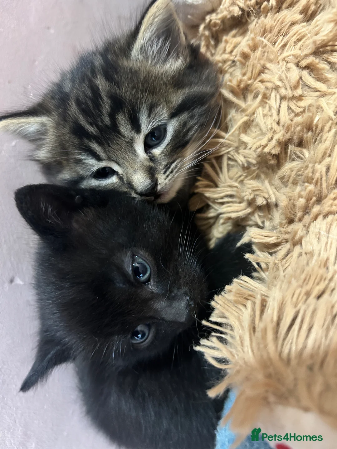 British Longhair cats for sale: Two female kittens  - Advert 6