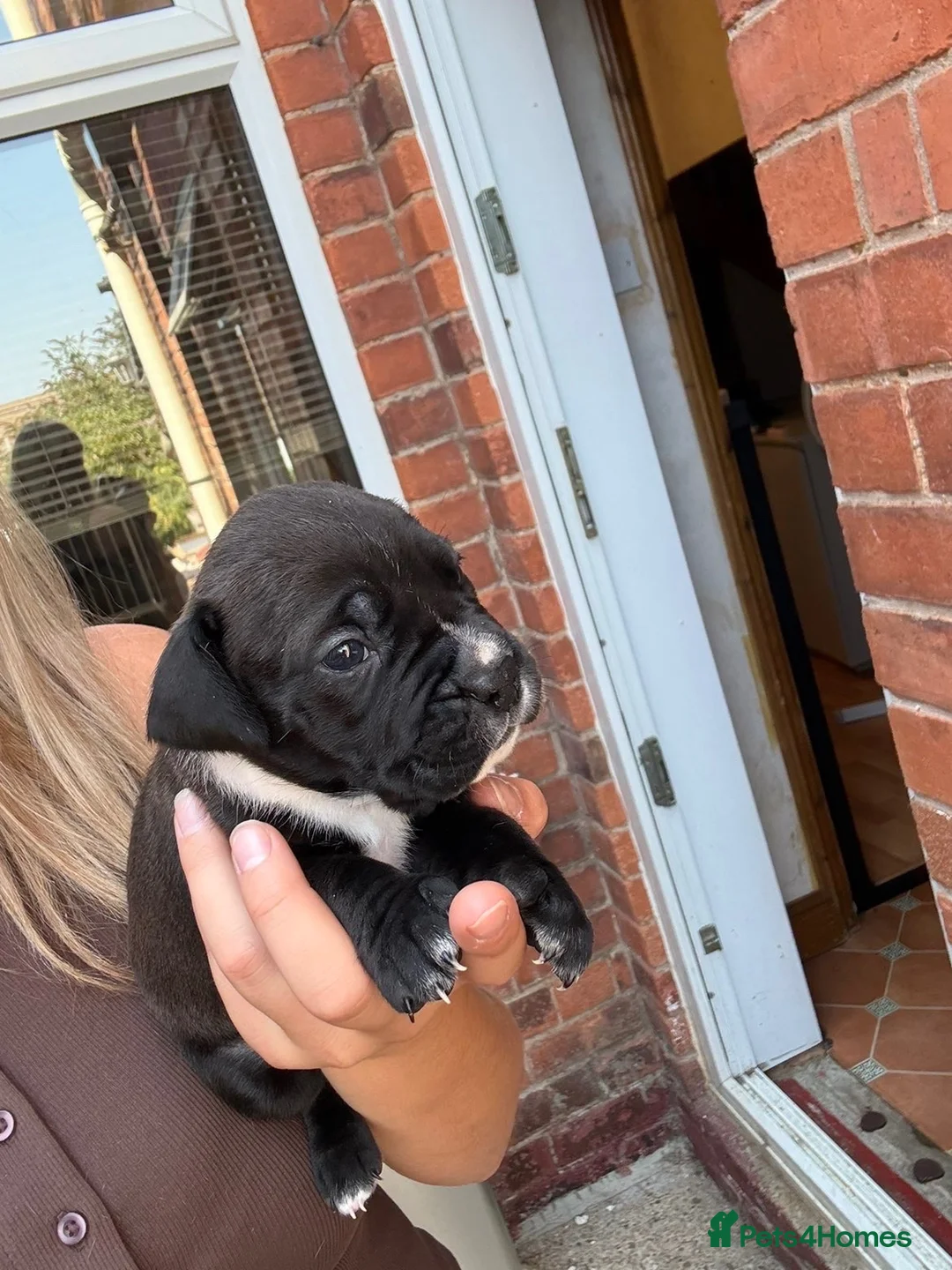 Mixed Breed dogs for sale: Bully cross cane corso  in Newark - Advert 10