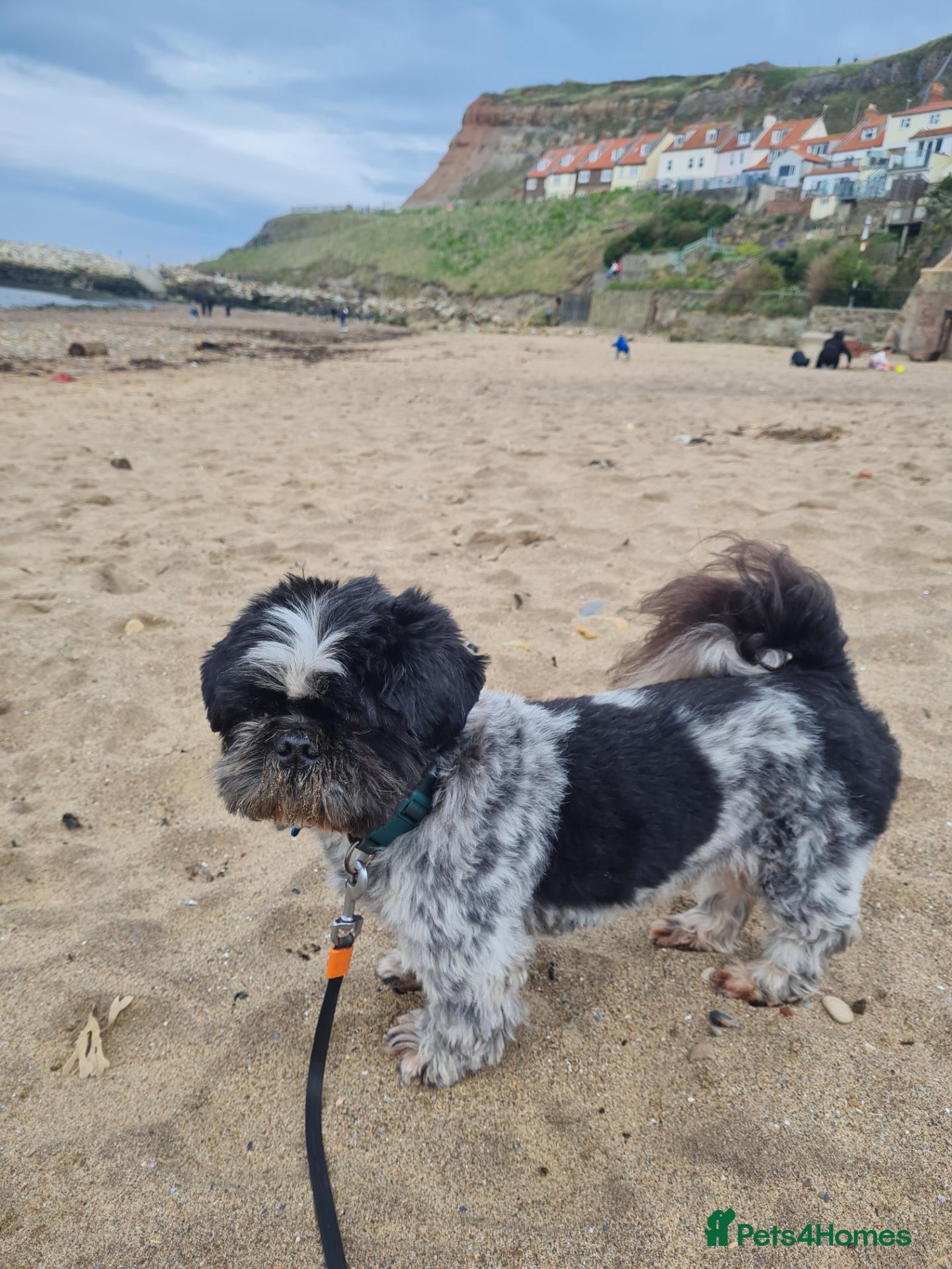 Mixed Breed dogs Archie ( shitzu and pekinese cross) not for sale  - Advert 4
