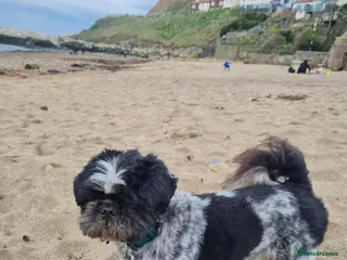 Mixed Breed dogs Archie ( shitzu and pekinese cross) not for sale - Advert 4