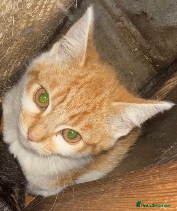 Mixed Breed cats Ginger kitten looking for home of his own - Advert 1