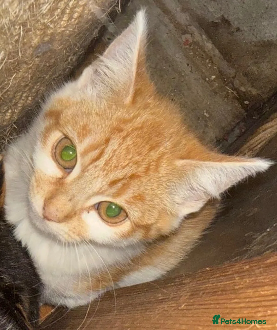 Mixed Breed cats for adoption: Ginger kitten looking for home of his own - Advert 1