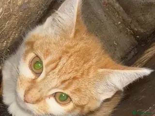 Mixed Breed cats Ginger kitten looking for home of his own - Advert 11