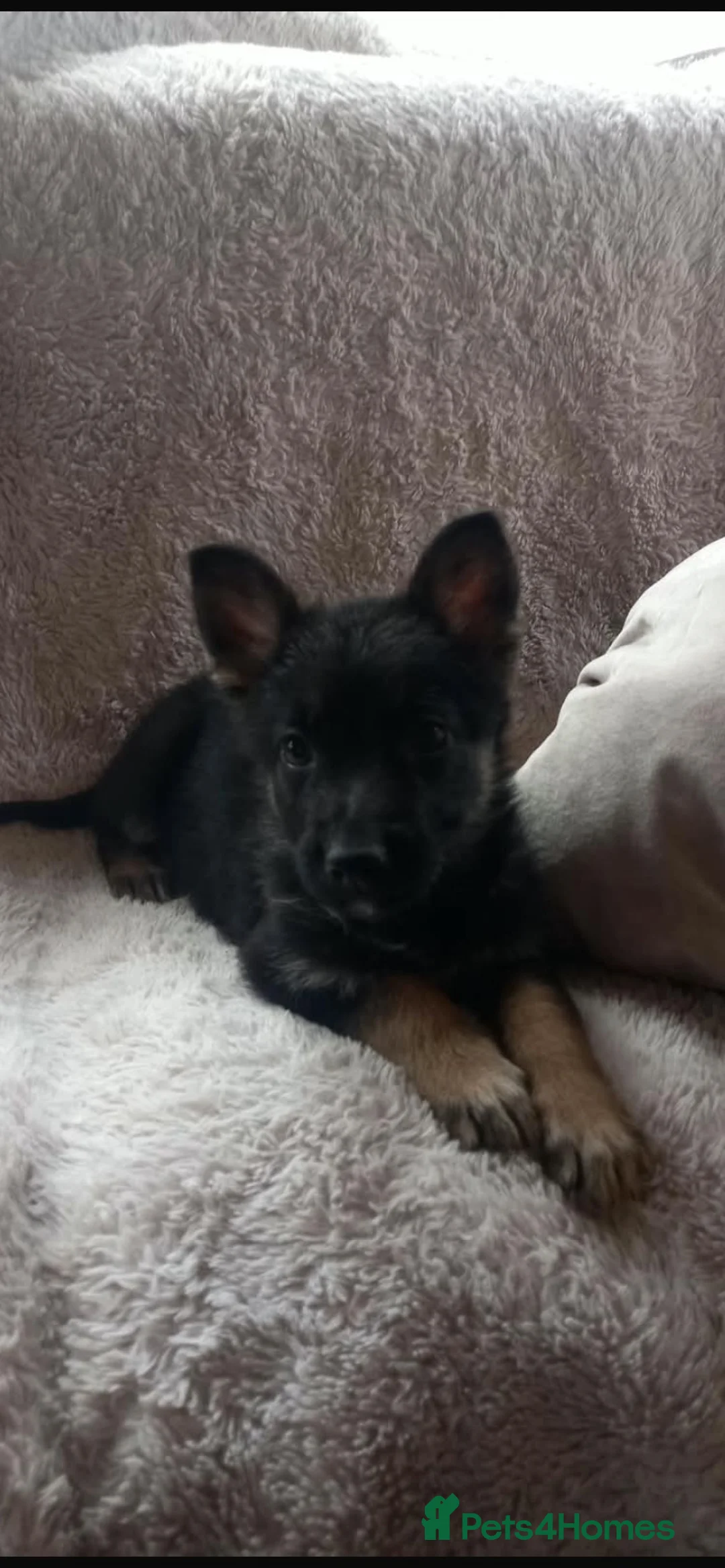 German Shepherd dogs for sale: German shepherd  - Advert 2