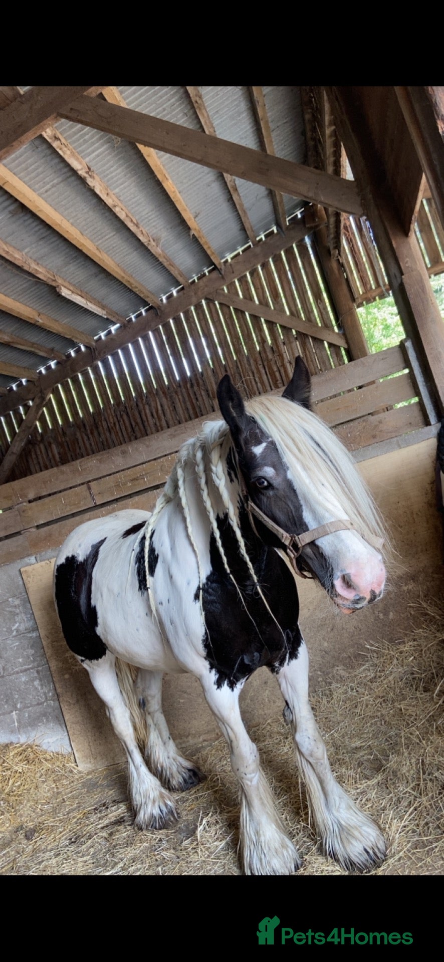 Irish Cob horses Highfield tatiana - Advert 17