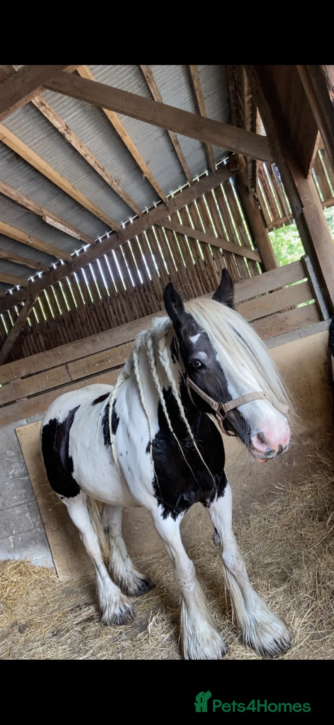 Irish Cob horses for sale: Highfield tatiana in Brough - Advert 1
