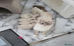 Ragdoll cats for sale: HCM/PKD clear ragdoll boys - Image 8