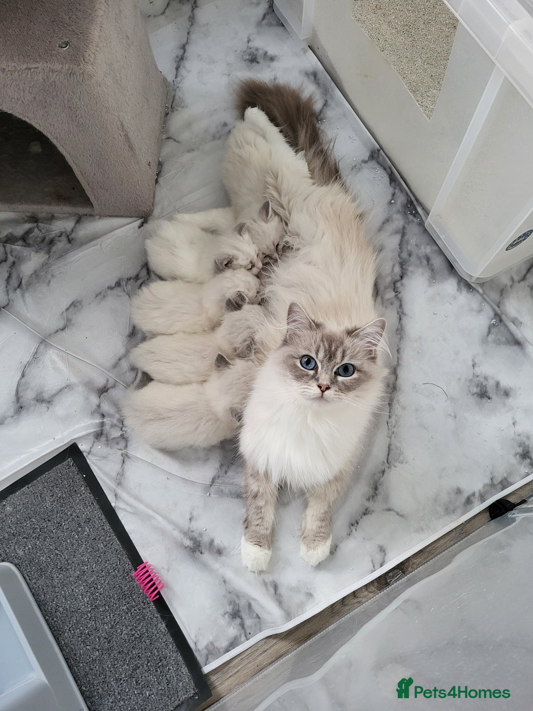 Ragdoll cats for sale: HCM/PKD clear ragdoll boys - Image 8