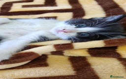 British Longhair cats for sale: Kittens for sale - Image 2