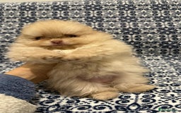 Pomeranian dogs for sale: Stunning littler of KC Pom puppies - Advert 27