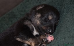 Shepsky dogs for sale: German shepherd x husky puppies - Image 12