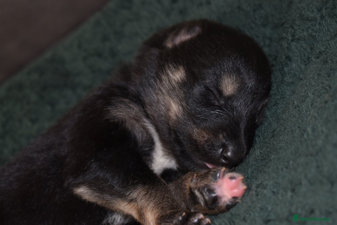 Shepsky dogs for sale: German shepherd x husky puppies - Image 12