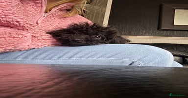 Doxiepoo dogs - Advert 12
