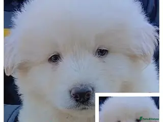 German Shepherd dogs Stunningly Beautiful, Confident German Shepherds - Advert 5