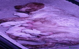 Cocker Spaniel dogs for sale: 5 gorgeous show type cocker spaniel puppies  - Image 1