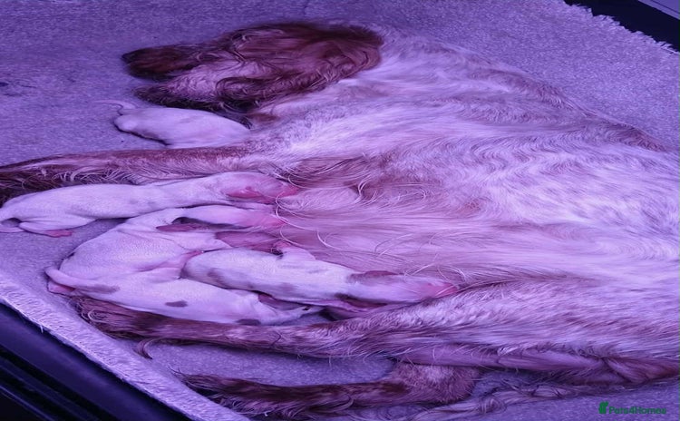 Cocker Spaniel dogs - Advert 12