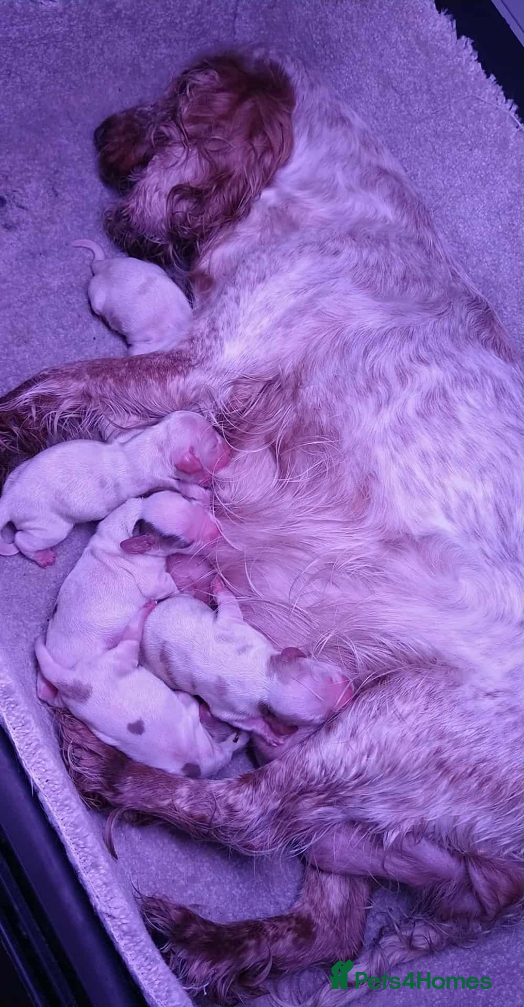 Cocker Spaniel dogs for sale: 5 gorgeous show type cocker spaniel puppies  - Image 1