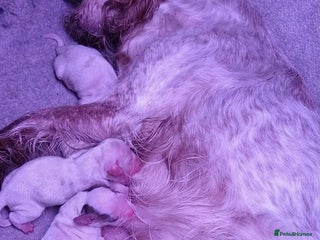 Cocker Spaniel dogs for sale - Advert 1