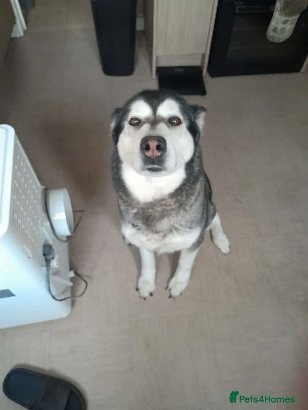 Alaskan Malamute dogs for sale: Alaskan malamute looking for a new home in Dudley - Advert 4