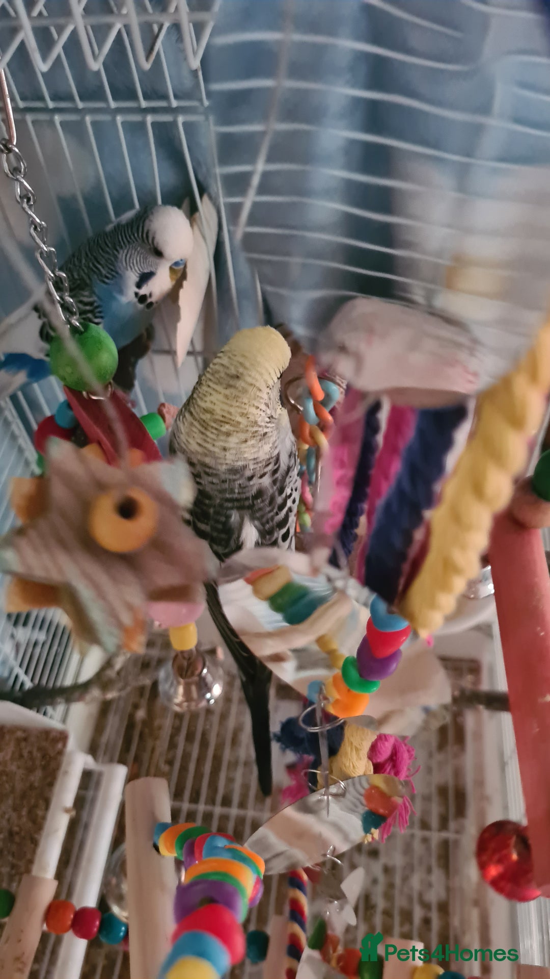 Budgerigars birds for sale: 3 budgies and 1 paralette  - Advert 3