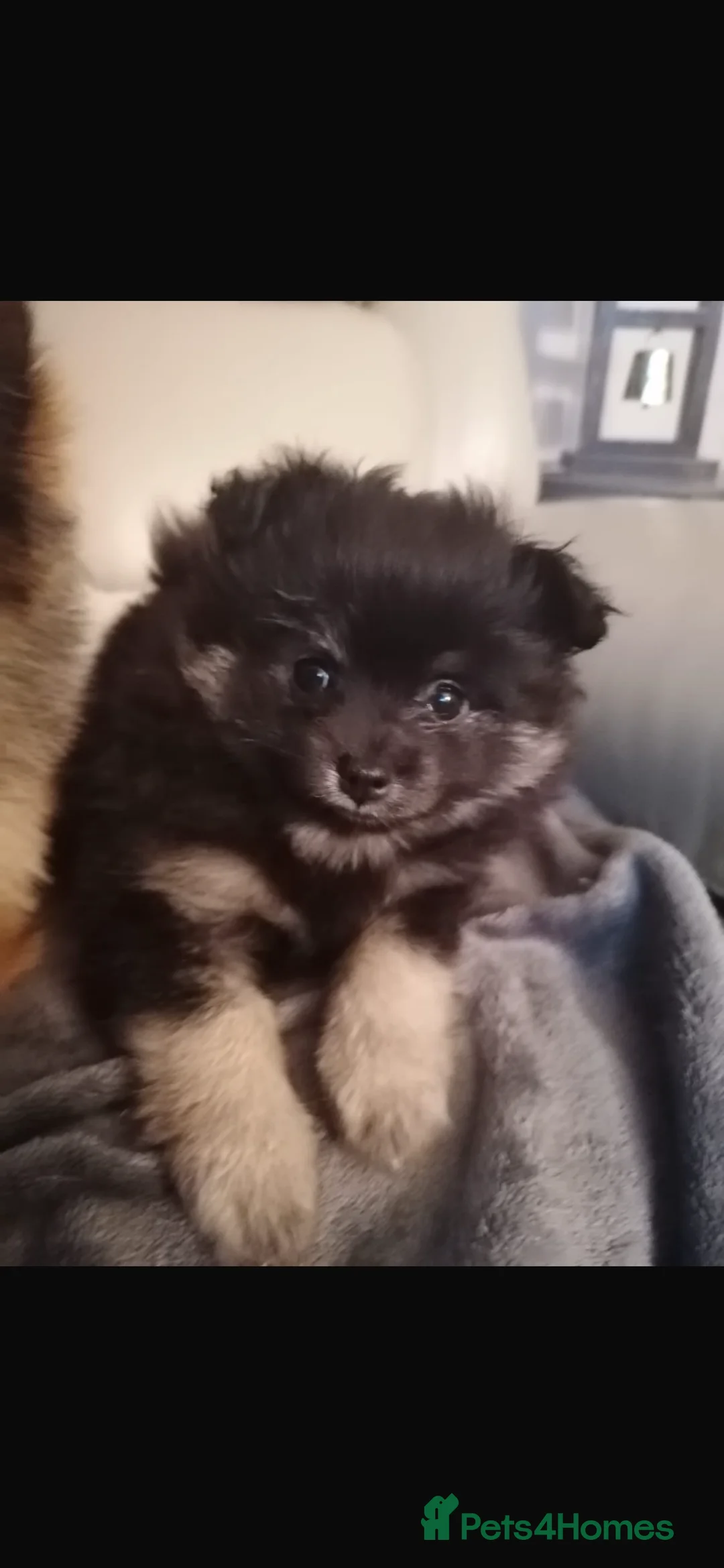 Pomeranian dogs for stud: 2kg, KC Registered, Proven, Pomeranian  in Cardiff - Advert 30