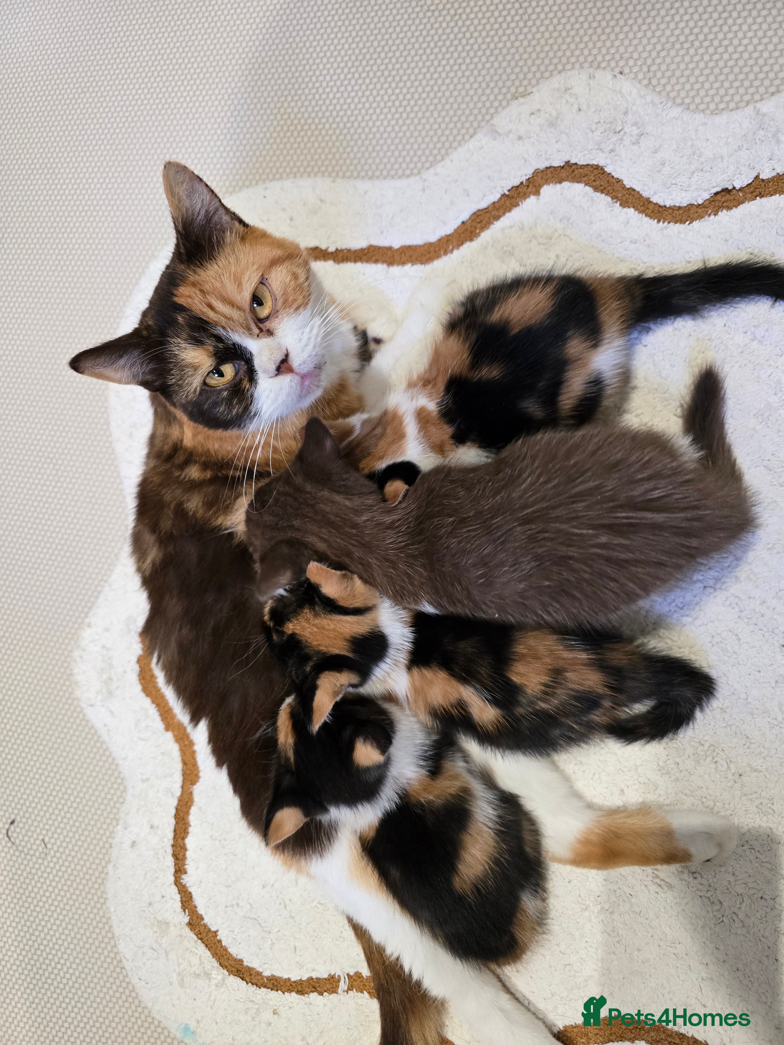 British Shorthair cats ACTIVE tri-colour female - Advert 1