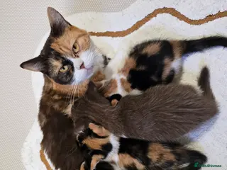 British Shorthair cats ACTIVE tri-colour female - Advert 1