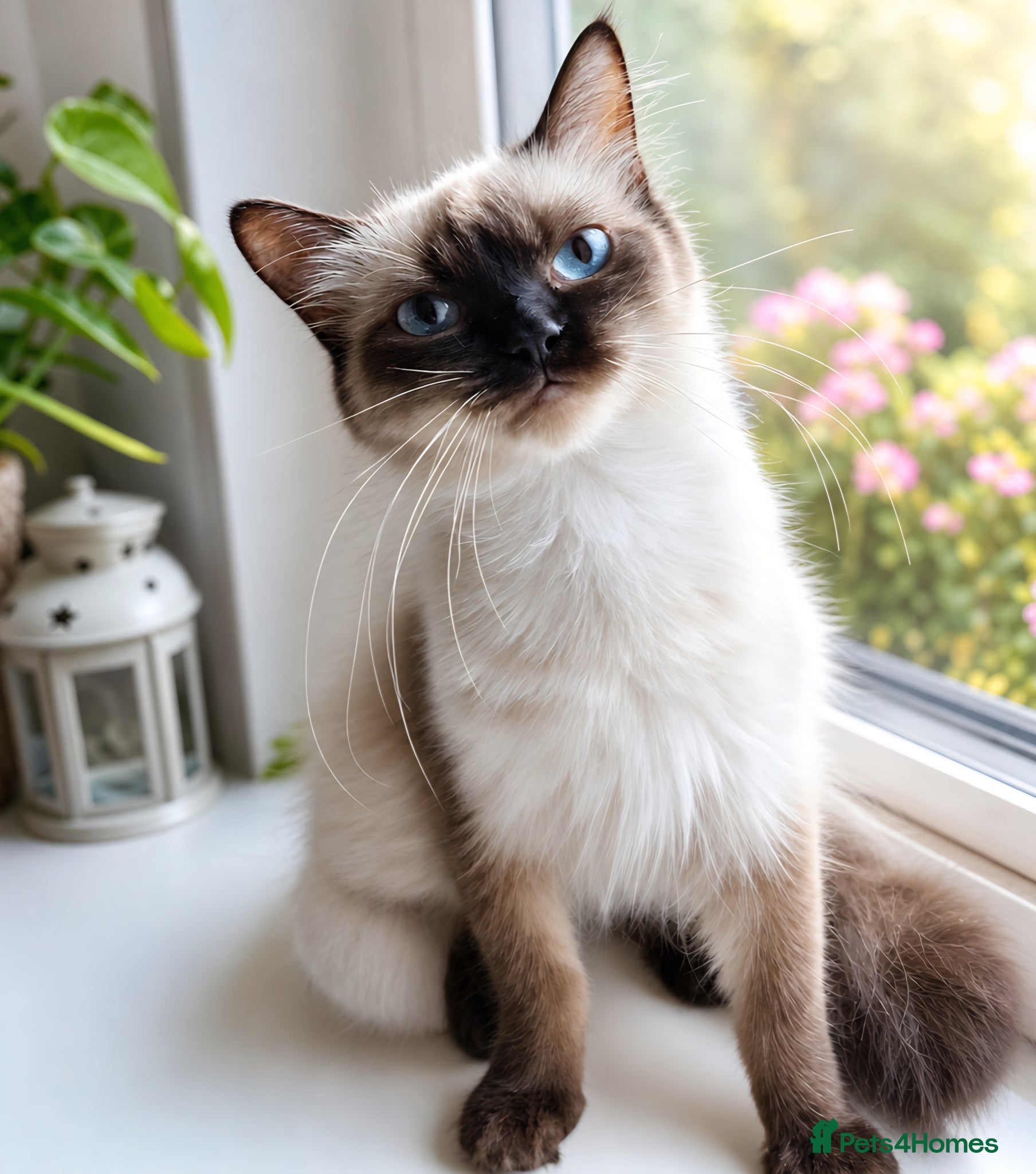 Ragdoll cats for sale: RAGDOLL KITTENS AVALIABLE NOW  - Advert 2