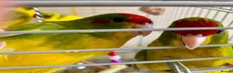 Parakeets birds for sale: 4 Hand Reared Baby Kakarikis  - Advert 4