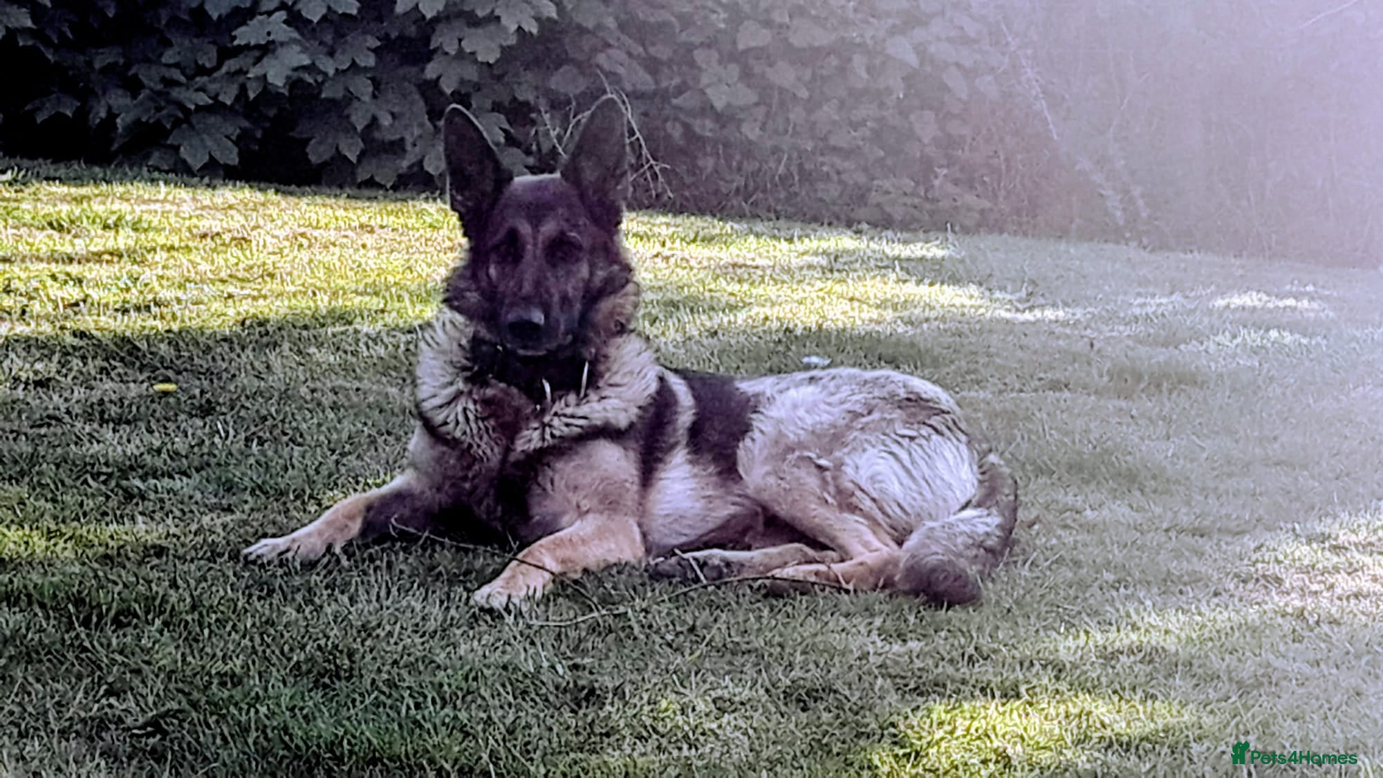 German Shepherd dogs Chunky German Shepherd Puppies  - Advert 13