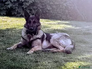 German Shepherd dogs Chunky German Shepherd Puppies - Advert 13