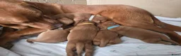 Labrador Retriever dogs for sale: Stunning dark red puppies  - Advert 7