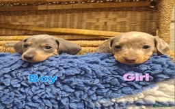 Miniature Dachshund dogs for sale: Minature Dachshund - Image 9