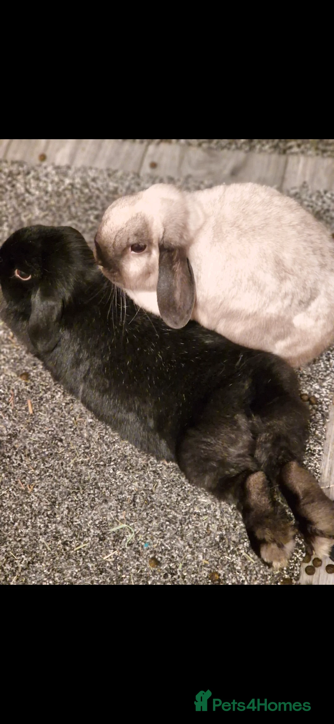 Mini Lop rabbits for sale: 2 mini lop rabbits  in Peterlee - Advert 2