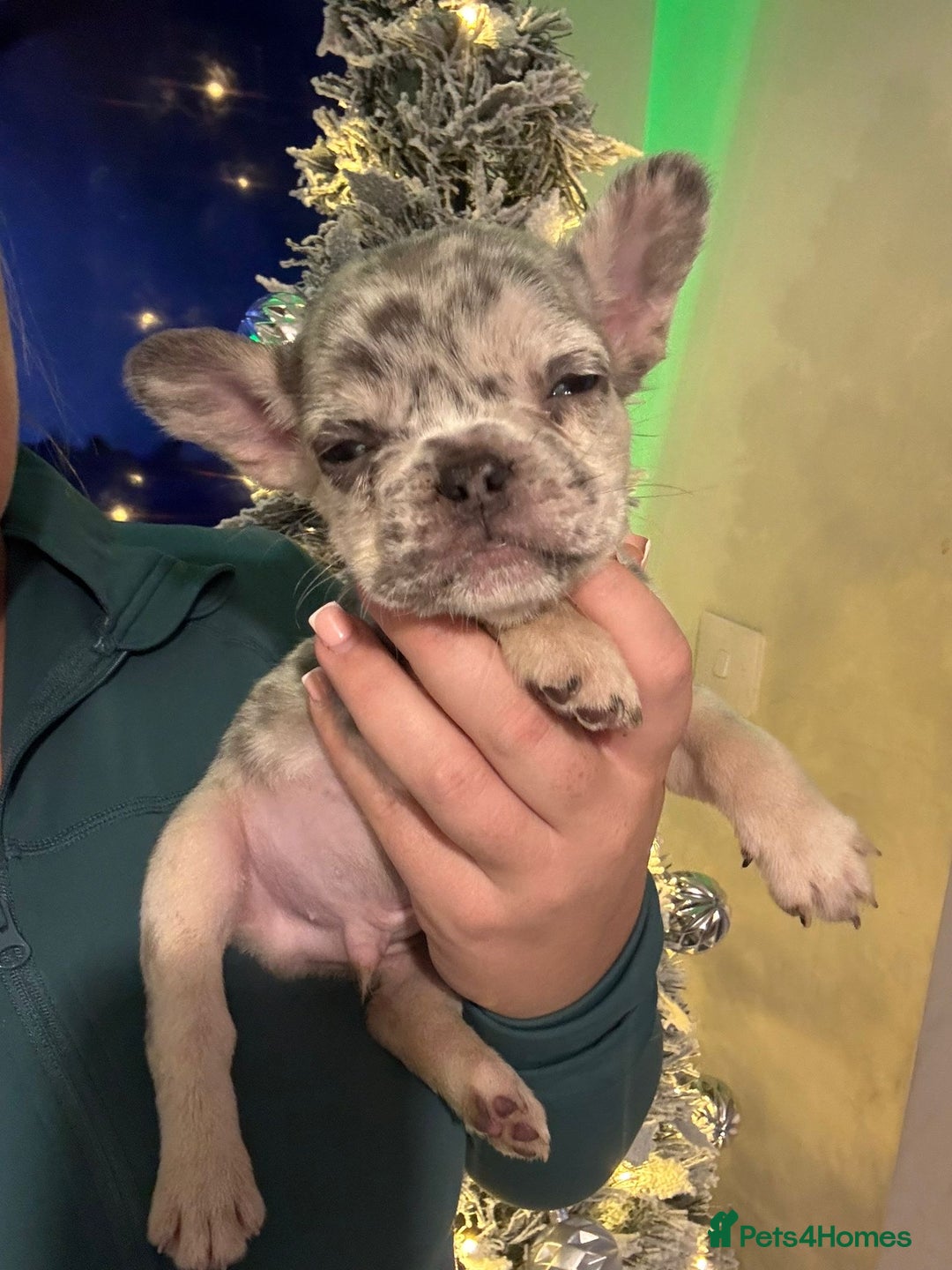 French Bulldog dogs for sale: French bulldog puppies  - Advert 12