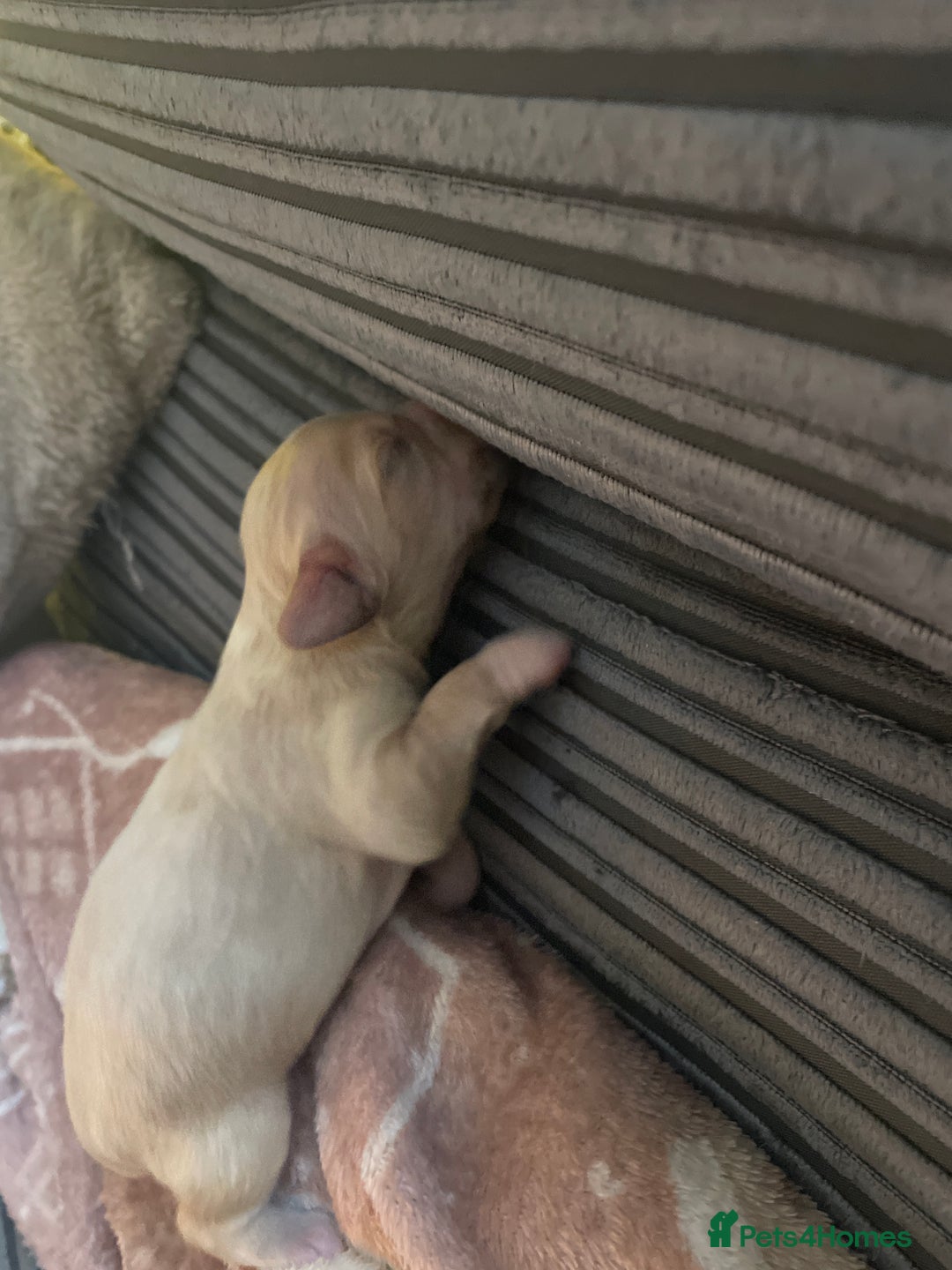 Mixed Breed dogs for sale: Cavachon x sprolli  - Advert 8