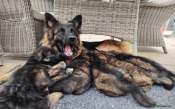 German Shepherd dogs for sale: German shepherd puppies KC register  - Image 20