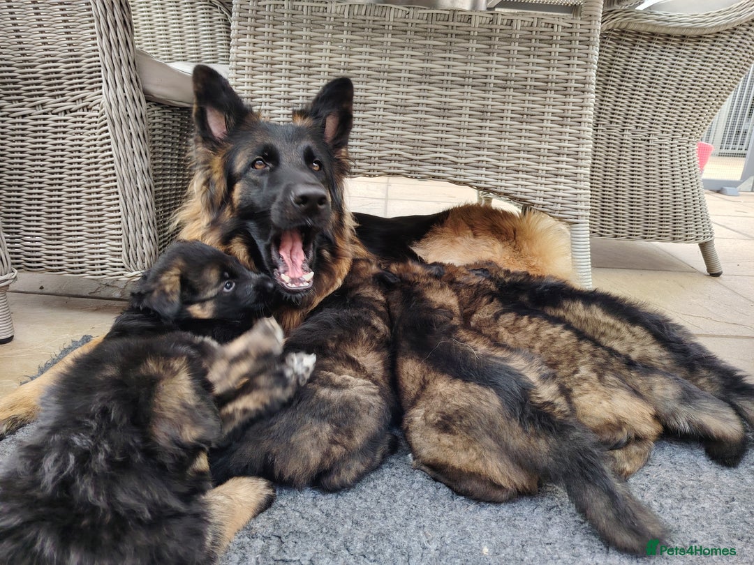 German Shepherd dogs for sale: German shepherd puppies KC register  - Image 20